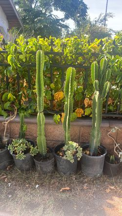 Plantas de Catud $20 cada una