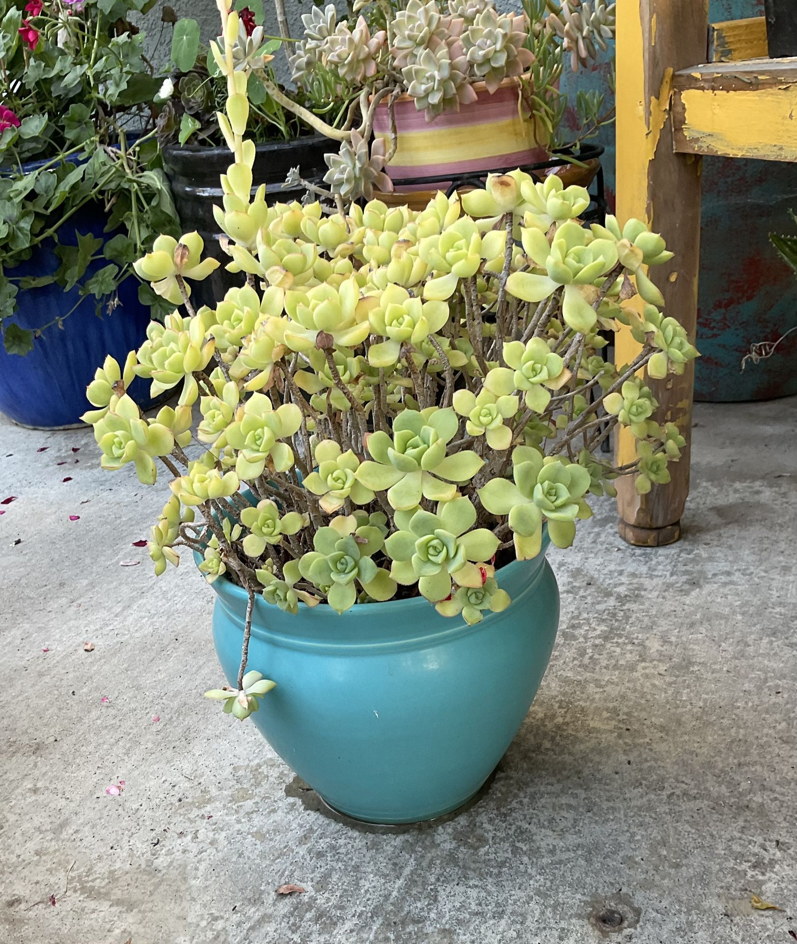 2 Ceramic Pots Planters With Succulents $25 Each