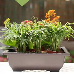 Rectangular Succulent Flower Pot