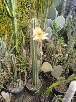 Peruvian apple cactus plant