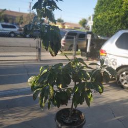 Arbol De Aguacate Haas