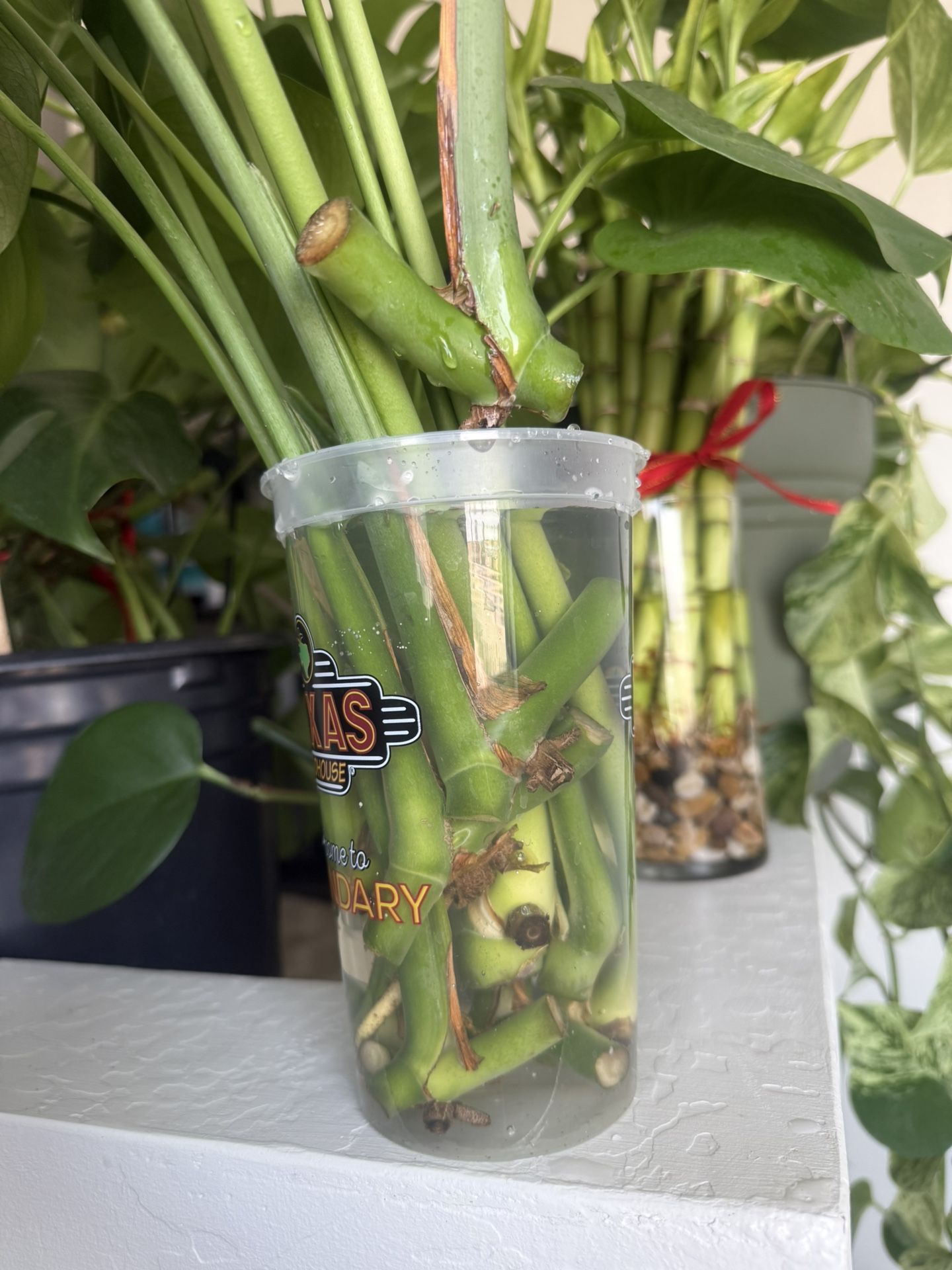 Monstera Plant
