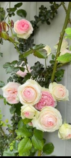 Big Eden climbing rose plant not in pot, Will dig up when sold...Rosal Eden sin maceta