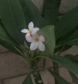 Pink Rooted Plumeria