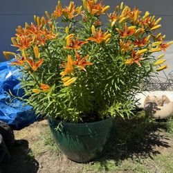 Pot of Lilly’s 