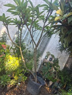Hawaiian Plumeria