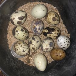 Japanese Godorniz Egg  Fértil