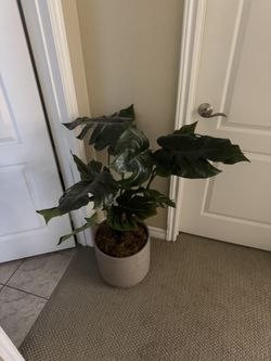 fake monstera plant