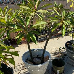 Five A Gallon plumeria  pink flowers