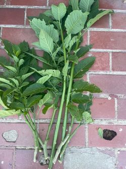 Angel Trumpet Cuttings Free