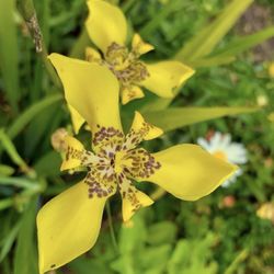 WALKING IRIS YELLOW $3