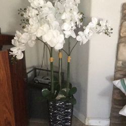 planta alta 60