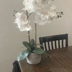 Orchid Plant 