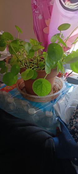 Japanese money plant babies