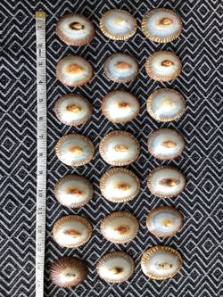 Vintage Hawaiian Opihi shells Medium