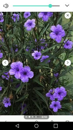 Violet plants. You dig up. Lg amount for $10. Take all ( massive amount for $100...incase you sell plants and want to sell)