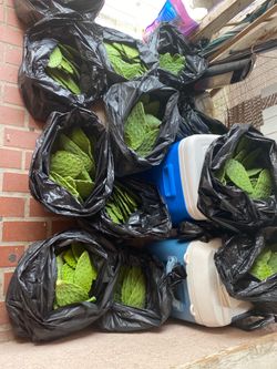 Nopales listos