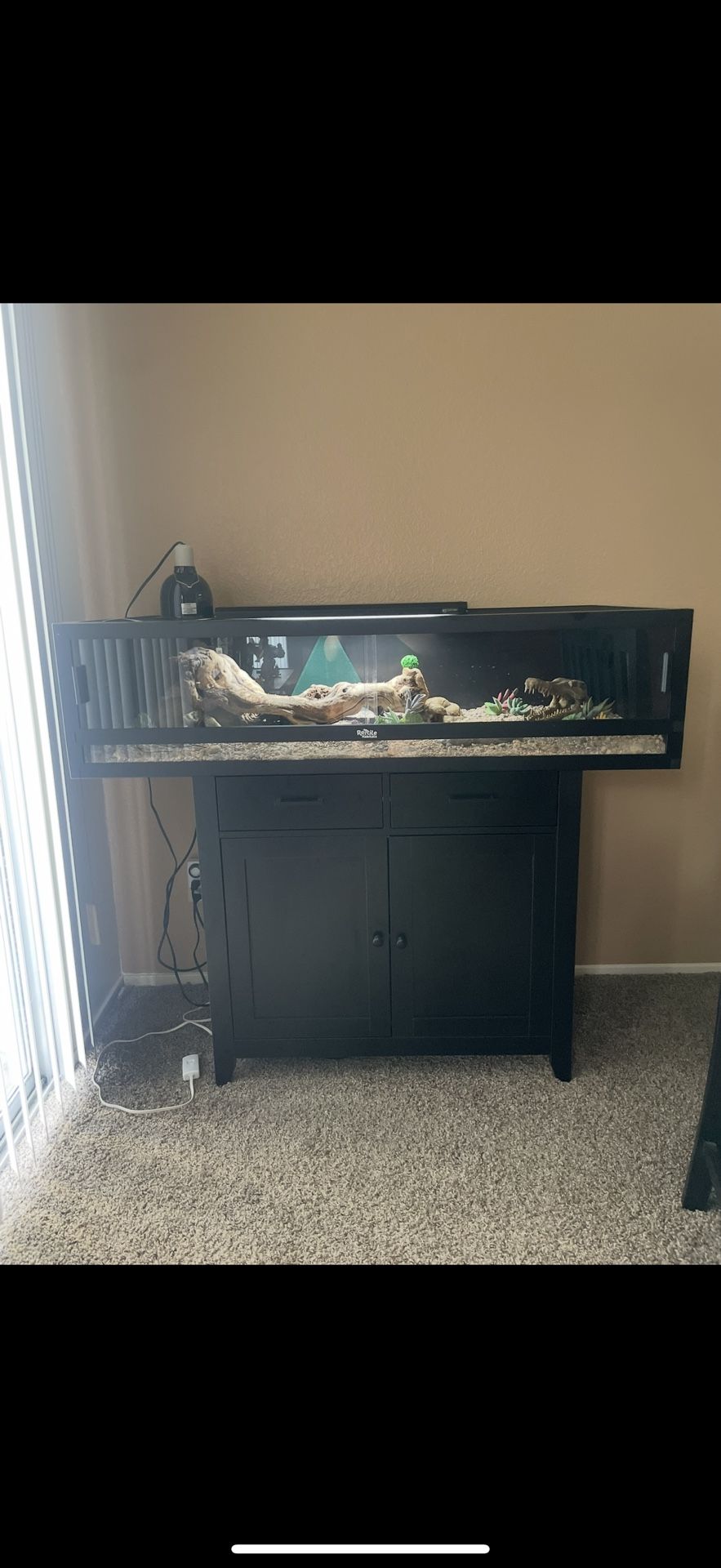 Bearded Dragon With Full Enclosure