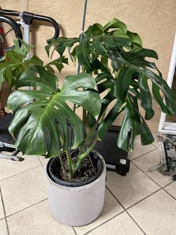 Monstera Plant