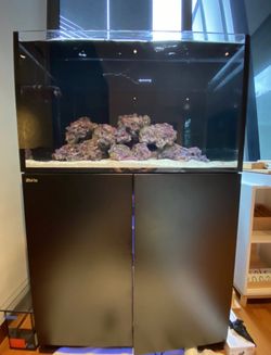 Red Sea reefer 250 fish tank