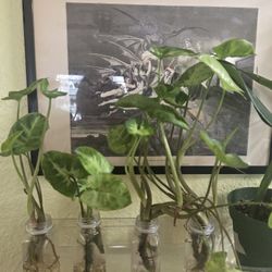 Syngonium White Butterfly