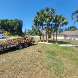 Tree Trimming