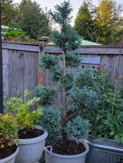Boulevard cypress pom pom tree 7 foot