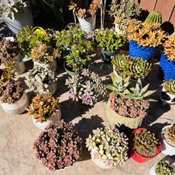 Succulents And Cactus 