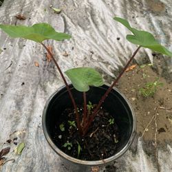 Edible Elephant Ear Plant