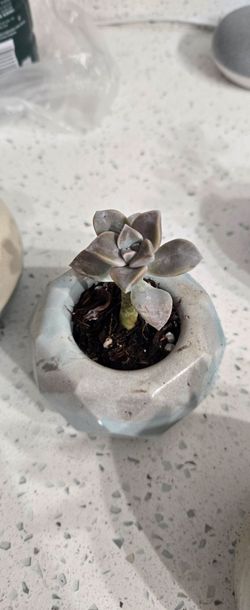 Small Succulent in Geometric Ceramic Pot 4 inches