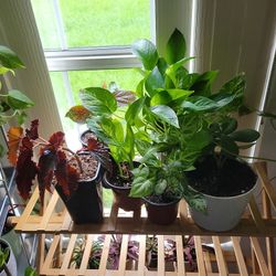 These are Grown Inside My Home With Organic Soil.