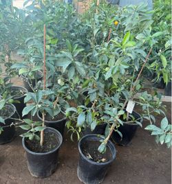 Dwart Meiwa Kumquat Trees $60 Each Price Firm