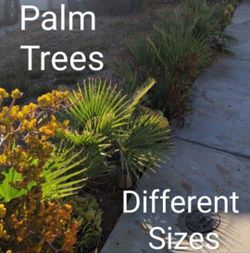 BEST OFFERS Mini Palm Trees Different Sizes Sold Separately