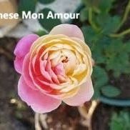 Rare European, Japan rose plants : Japanese Mon Amour