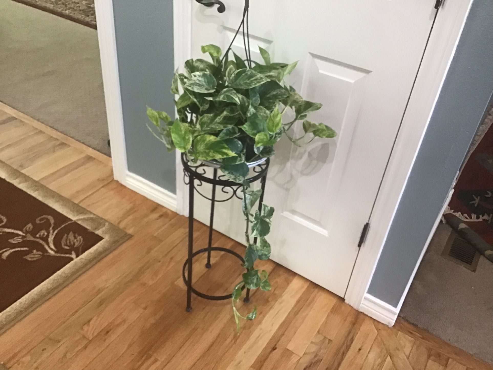 Plant