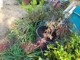 Orangeola Japanese maple