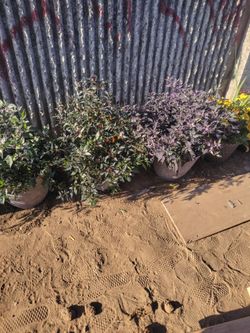 Pepper plants