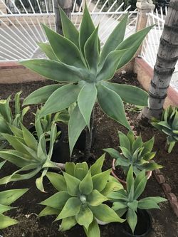 Deserts plants