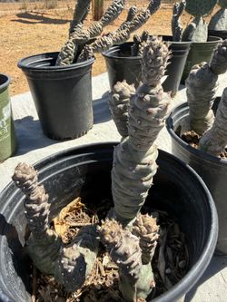 Paper Spine Cactus