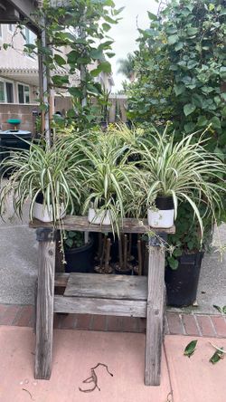 Spider Plants Fully grown