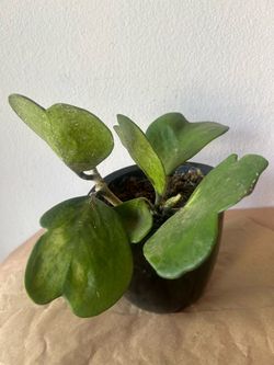 Hoya Plant in ceramic Black Pot