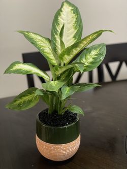 Plant For Sale