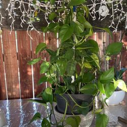 Plant