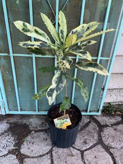 Croton Tamara plant