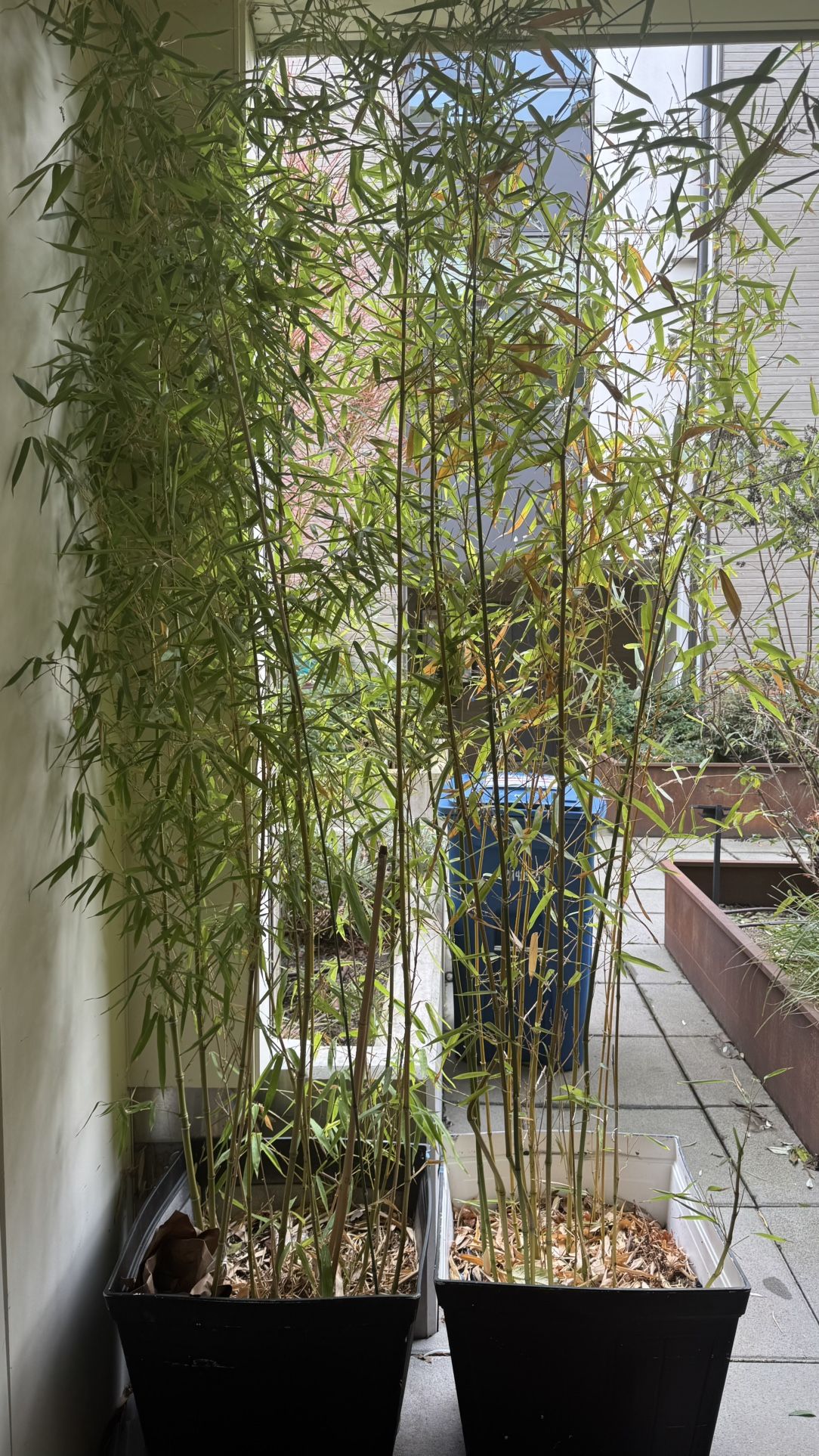 8-10 Foot Yellow Groove Bamboo
