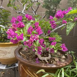 Bonsai Bougainvillea Flowers 