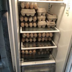 Eggs Fresh 