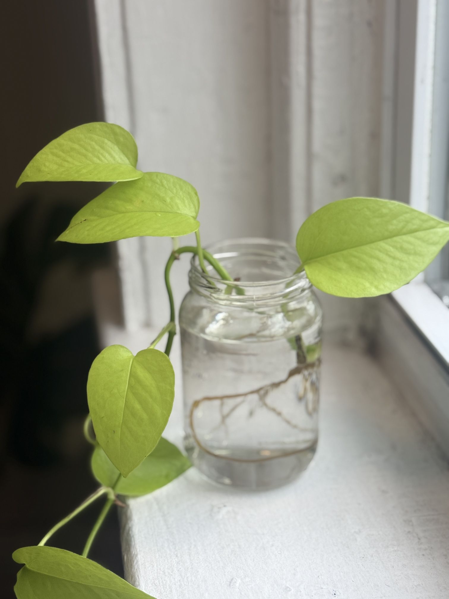 πΏ Golden Pothos Propagations for Sale!