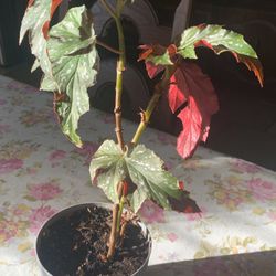 Texas Wild Begonia Plant 