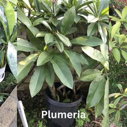 Plumeria 